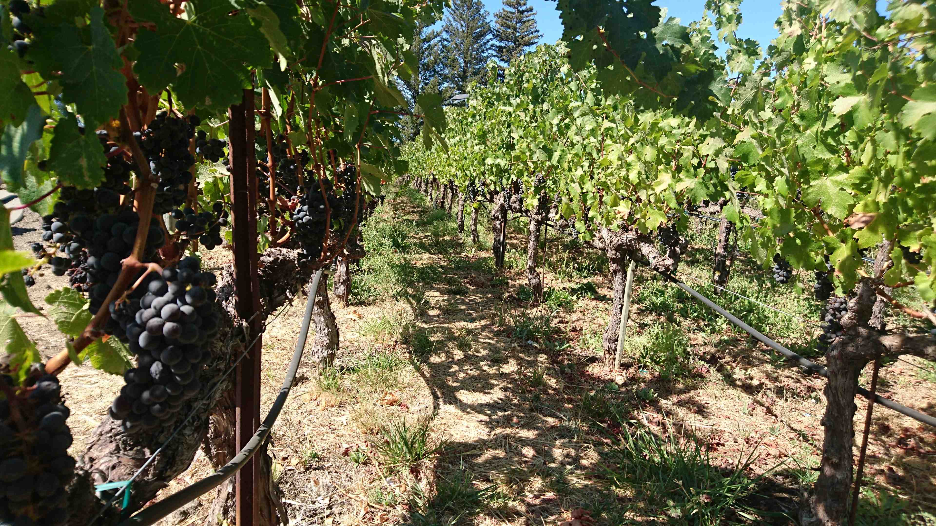 Vinmark hos Robert Mondavi